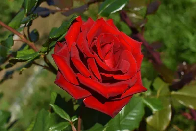 Изображение красных роз сорта в формате webp