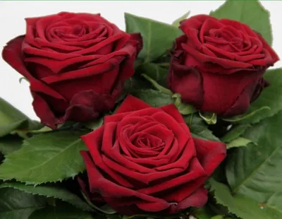 Фотография красных роз сорта в формате webp