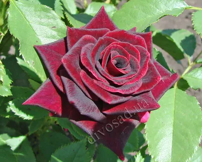 Фото красных роз сорта - выбор размера