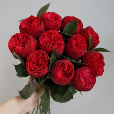 Изображение красных роз сорта - категория Розы