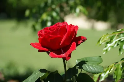Изображение красных роз сорта - доступные размеры