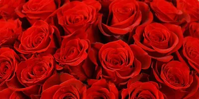 Фотография красных роз сорта
