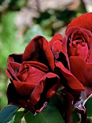 Фотка красных роз сорта