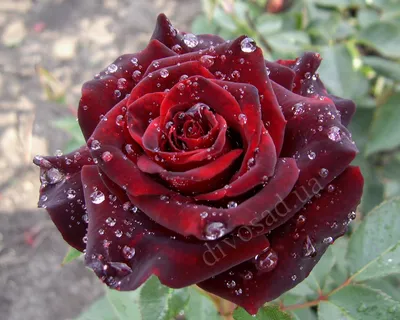 Фото красных роз сорта в формате jpg