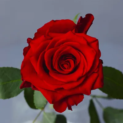Изображение красных роз сорта в формате jpg