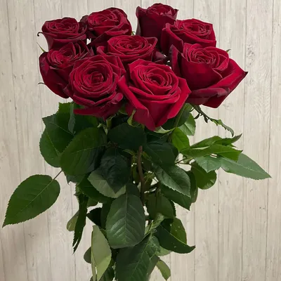 Красные розы  фото