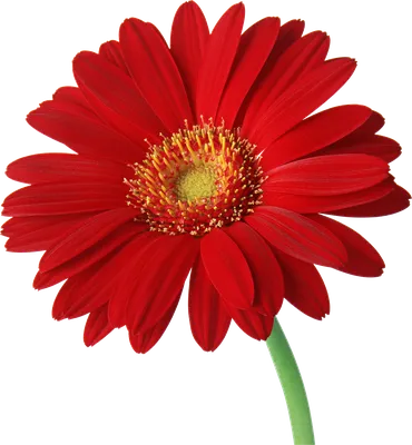 Красный цветок - скачать красивое изображение в формате PNG