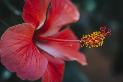 Красный цветок - скачать фото в формате 4K