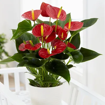 Красный цветок - изображение высокого качества в формате JPG для скачивания