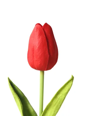 Красный цветок - качественное изображение для скачивания в PNG