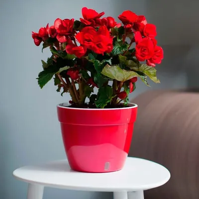 Красный цветок - красивое изображение для скачивания в WebP