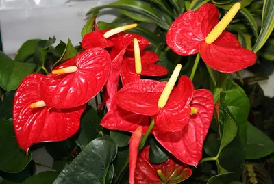 Красный цветок - изображение в формате PNG для скачивания