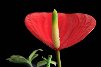 Красный цветок - изображение высокого качества в формате WebP для скачивания