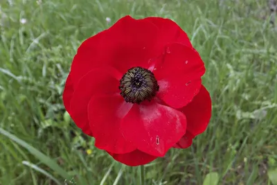 Красный цветок: красота природы в одном кадре
