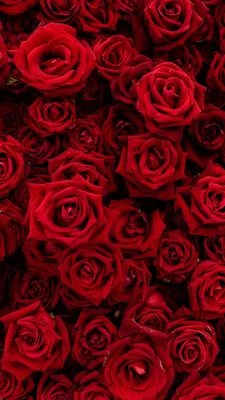 Взгляни на эту потрясающую картинку красного цветка