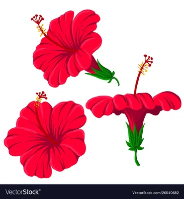 Красный цветок - изображение высокого качества для скачивания в JPG