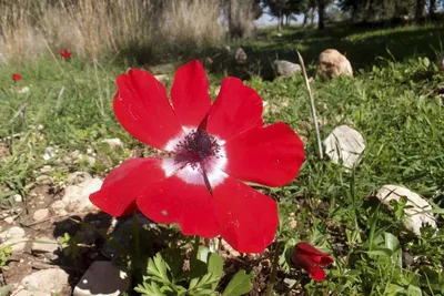 Фото красного цветка, которое захватывает дух