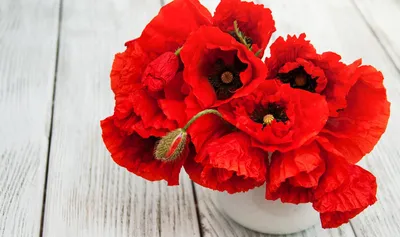 Уникальная фотография красного цветка