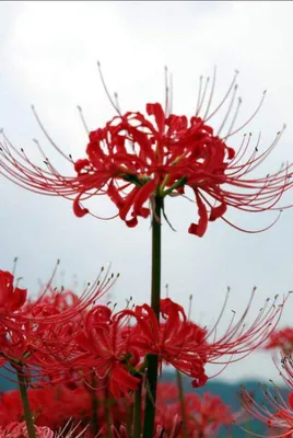 Фотография красного цветка, которая оставит вас без слов