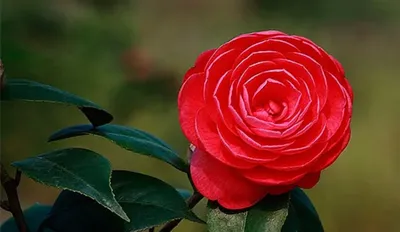 Красный цветок - фотография в Full HD