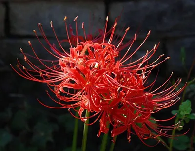 Красный цветок - качественное изображение для скачивания