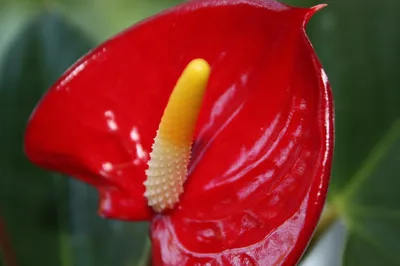 Фотография красного цветка в формате png
