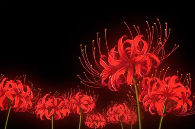 Красный цветок - красивое изображение для скачивания в формате JPG