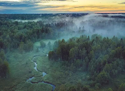 Очарование природы на вашем экране: скачайте фото лесных пейзажей