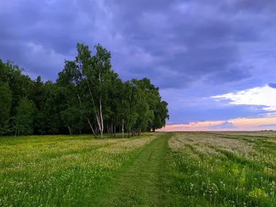 Фотографии леса, чтобы передать его красоту