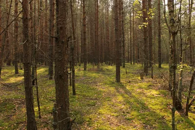 Гифки с красивыми сценами природы леса