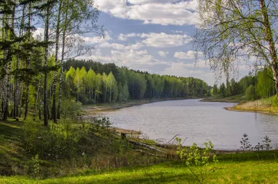 Рисунок природы: живописный лес 