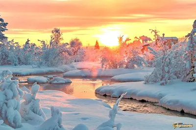 Замороженные моменты: Изысканные изображения зимней природы