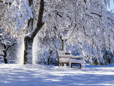 Фотографии снежных деревьев: Изысканные зимние силуэты
