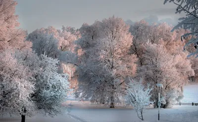 Белая симфония: Фотографии зимнего волшебства в JPG