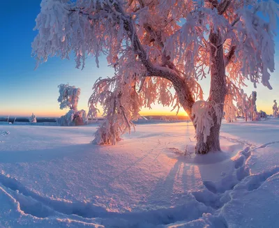 Зимний феерверк: Фотографии зимних пейзажей в формате JPG