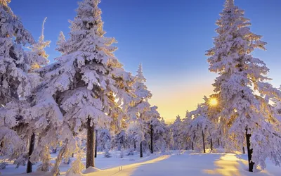 Зимние мелодии: Картинки, наполняющие ваши дни красотой