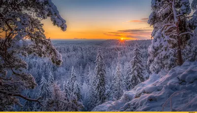 Зимний этюд: Фотографии заснеженных деревьев и дорожек
