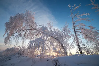 Сквозь линзу мороза: Удивительные фотографии зимней природы