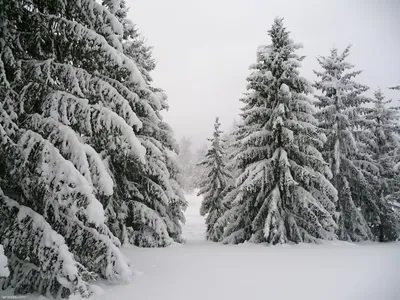 Искусство зимнего света: Размер и формат изображения