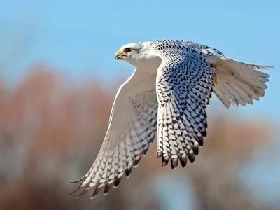 Загадочный кречет: коллекция фотографий