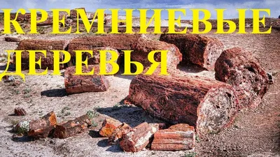 Волшебные кремниевые деревья, оживающие на фото