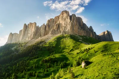 Фотоархив кремниевых деревьев: впечатляющие фотографии 4K