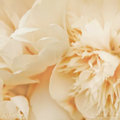 Фотография прекрасных кремовых пионов для любителей цветов