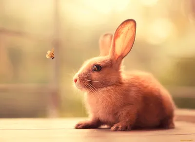 Волшебное свечение: Кролик бабочка в различных форматах и размерах (JPG, PNG, WebP)