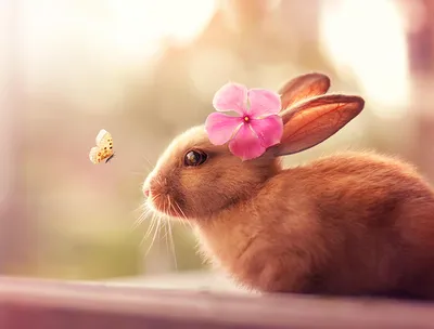 Волшебство природы: Кролик бабочка на фото в высоком качестве (JPG, PNG, WebP)