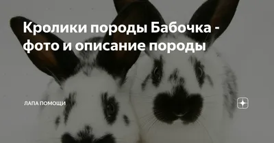 Картина кролика породы бабочка: фотография высокого разрешения