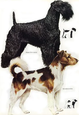 Собаки Кромфорлендер: портреты в высоком разрешении