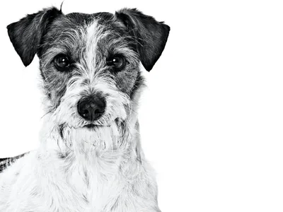 Собаки Кромфорлендер: элегантные и стильные на фото