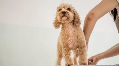 Собаки Кромфорлендер: энергичные и игривые на фото
