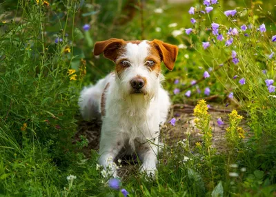 Кромфорлендер: фото для любителей собак и животных